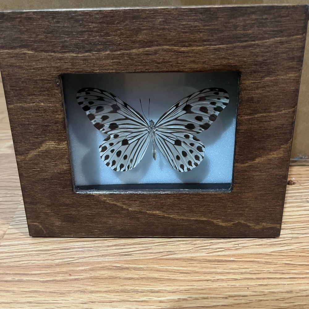 This item is a framed butterfly taxidermy Ideopsis
